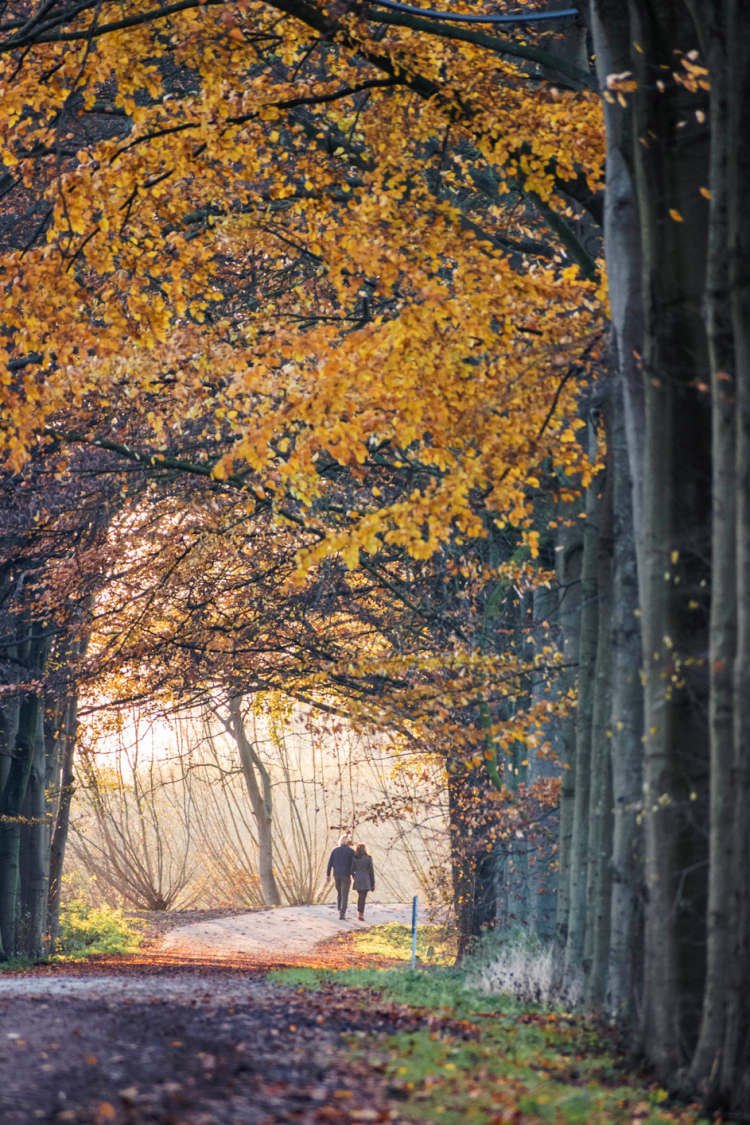 Herfst in het bos, wandelaars onder geel gekleurde bladeren
