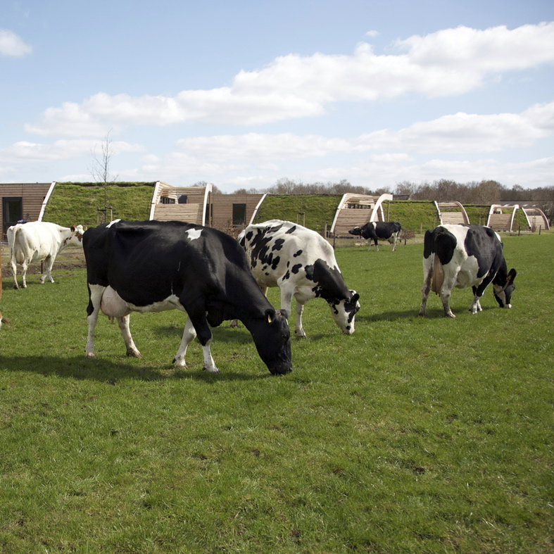 Logeren bij Koe in de Kost is logeren tussen de koeien!