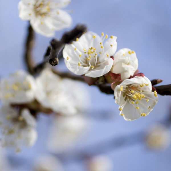 Appels, pruimen, walnoot, perzik en oude perenrassen sieren de gaard.