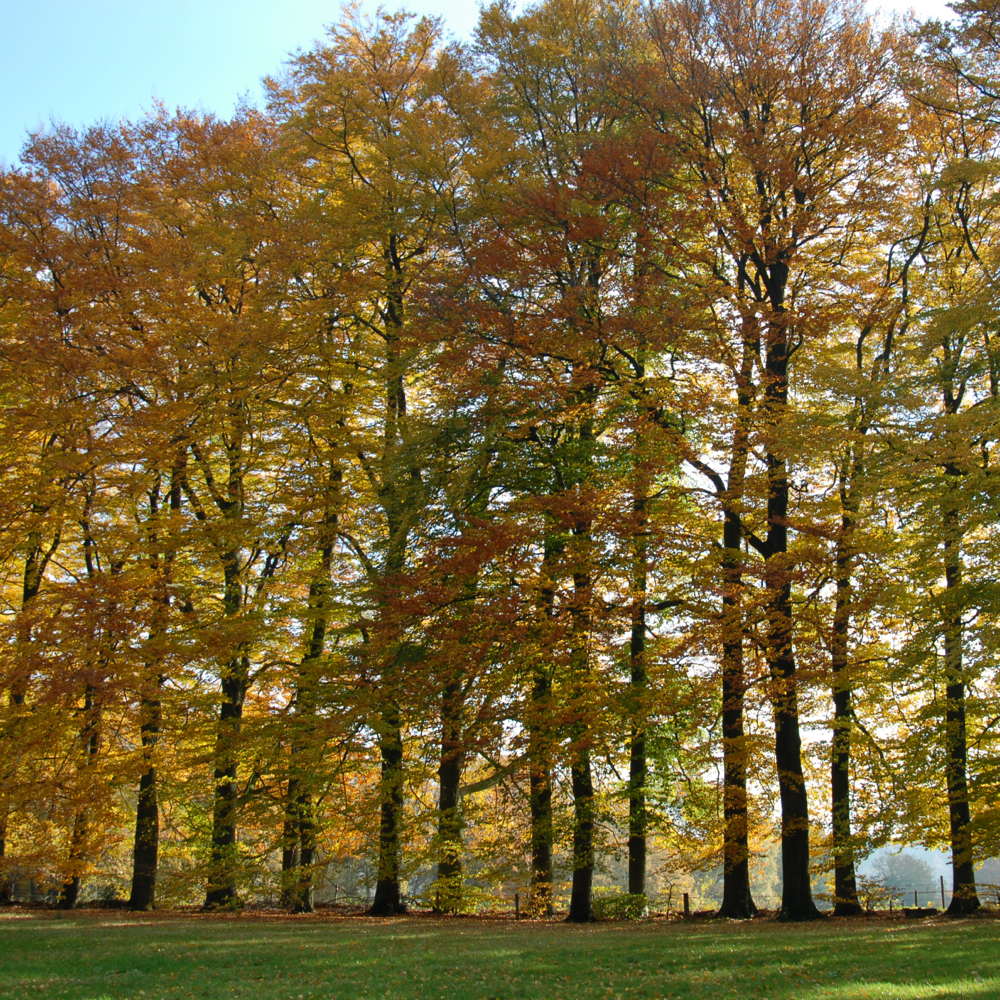Uitzicht vanuit Buitenhuisje Berg en Dal, in de herfst met een lange rij bomen met gekleurde bladeren