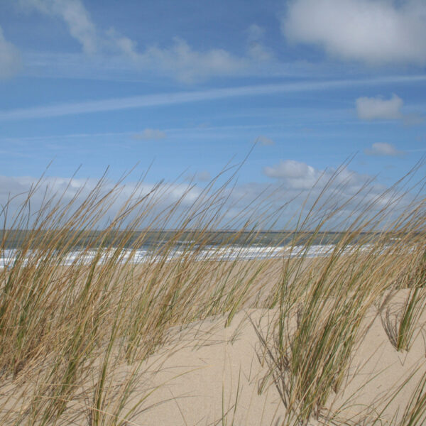 Wuivend helmgras op het strand in Zeeland