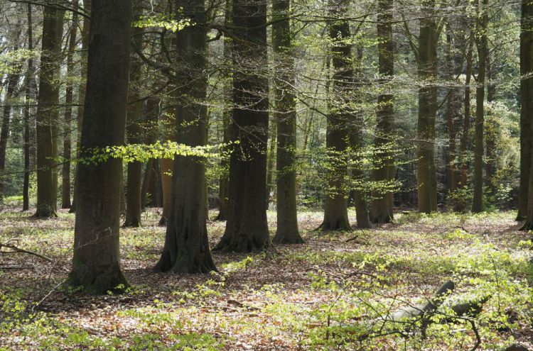 Bossen met fris groen blad in Soest