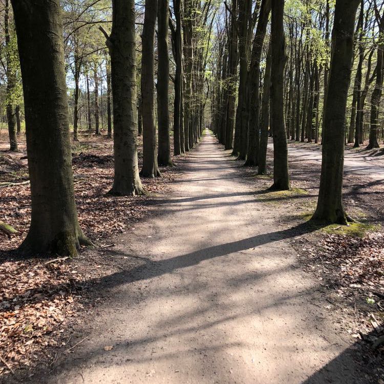 Fietspaden in de bossen van Soest