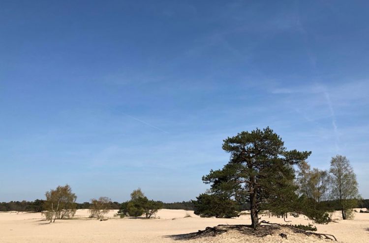 Zandvlakte Soesterduinen