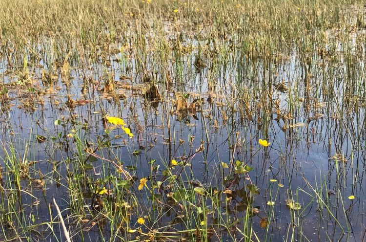 WndhbmVud2F0ZXIgbmF0dXVyIDI=