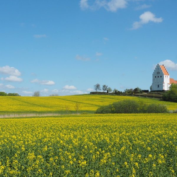 Gele koolzaadvelden op Funen met witte kerk