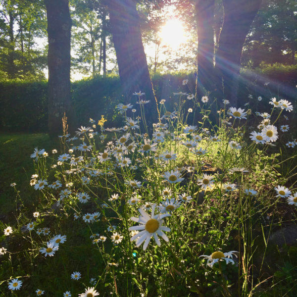 Bloemenveld in de ochtendzon
