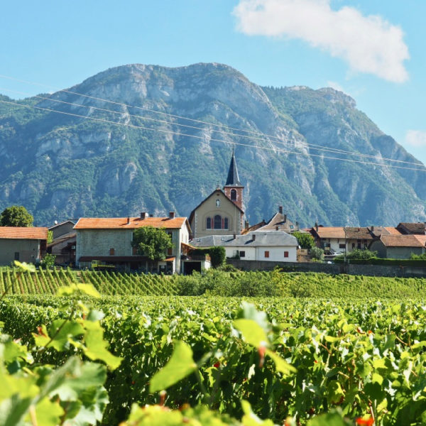 Wijnranken met op de achtergrond een dorpje met kerkje en hoge bergen