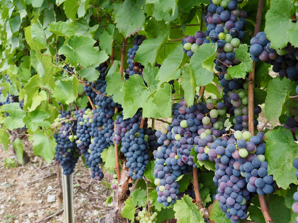 Blauwe druiven in de Savoie Mont Blanc