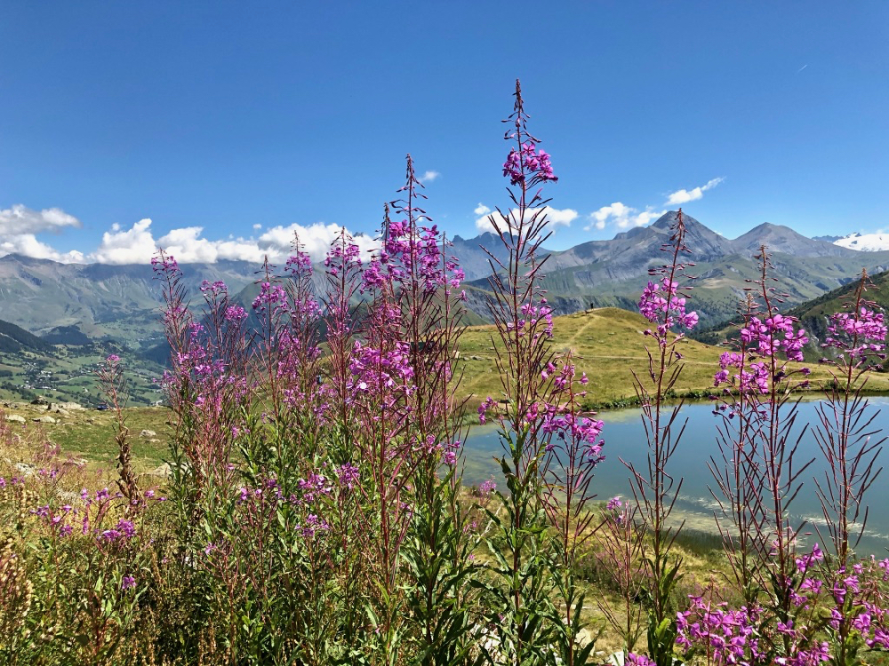 Roze bloemen met een bergmeertje en hoge bergtoppen