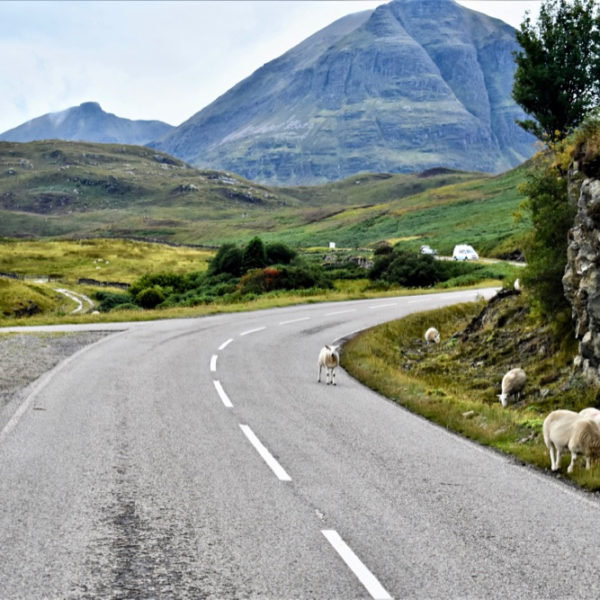 Onderweg op de North Coast 500 in Schotland een ontmoeting met schapen