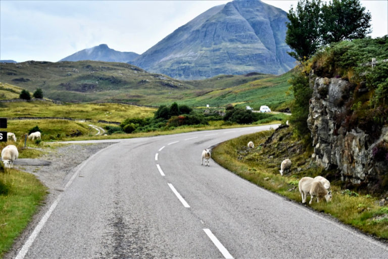 Onderweg op de North Coast 500 in Schotland een ontmoeting met schapen