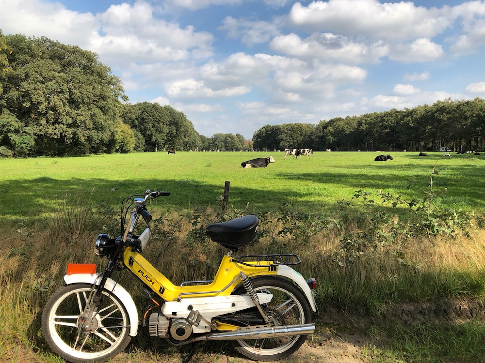 Gele Puch aan de rand van het weiland vol koeien