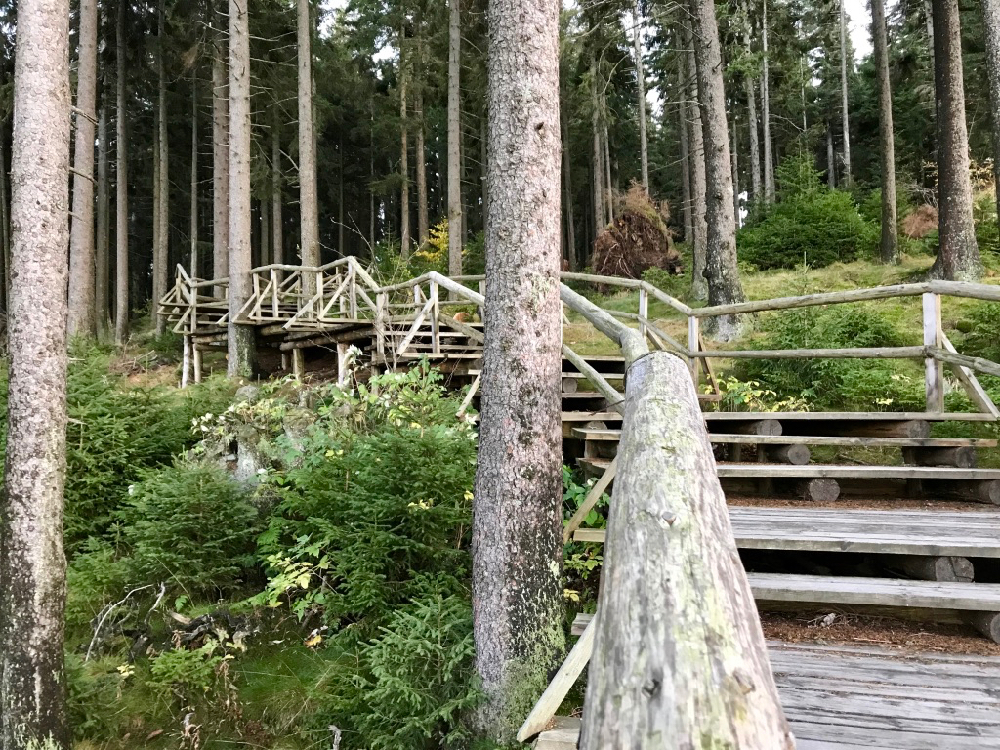 Wandelpaden en houten vlonders in Boubín oerbos