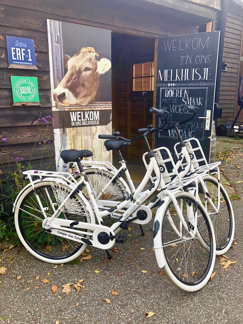 Twee wit met zwarte koeienvlekken beschilderde fietsen op het erf van Erf1