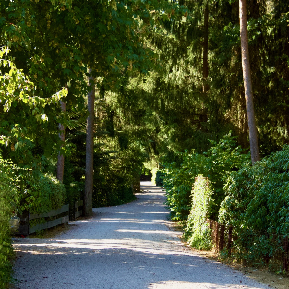 Een bosweg door het vakantiepark