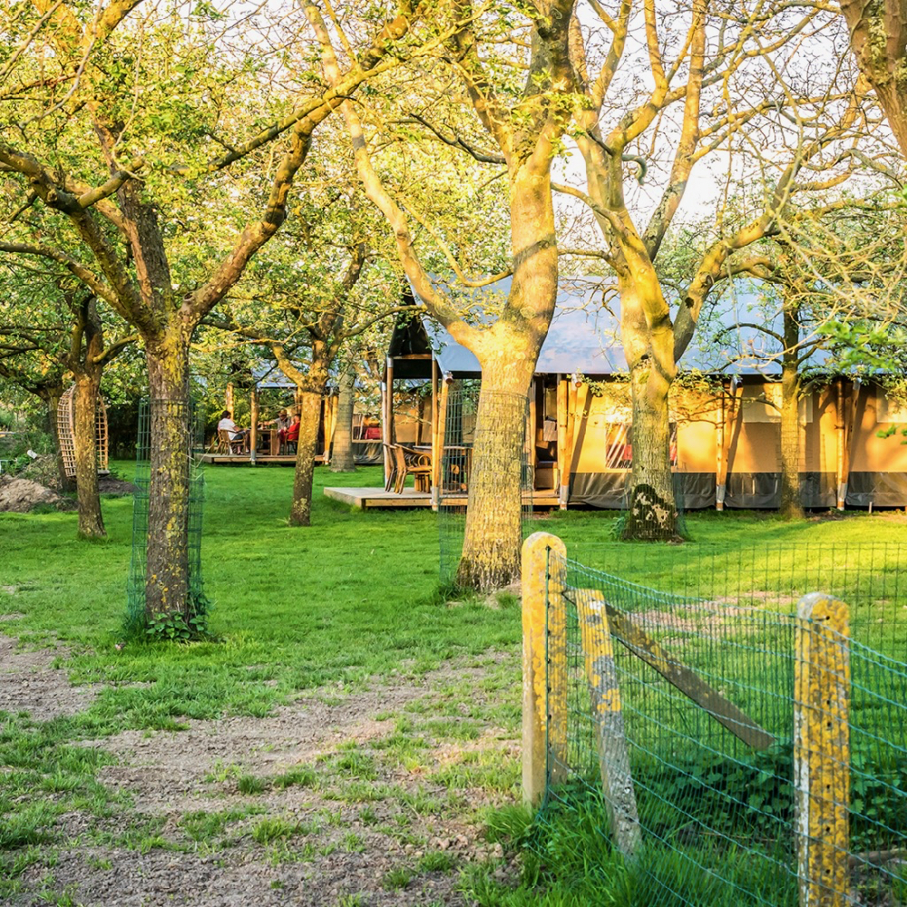 Twee safaritenten in een boomgaard