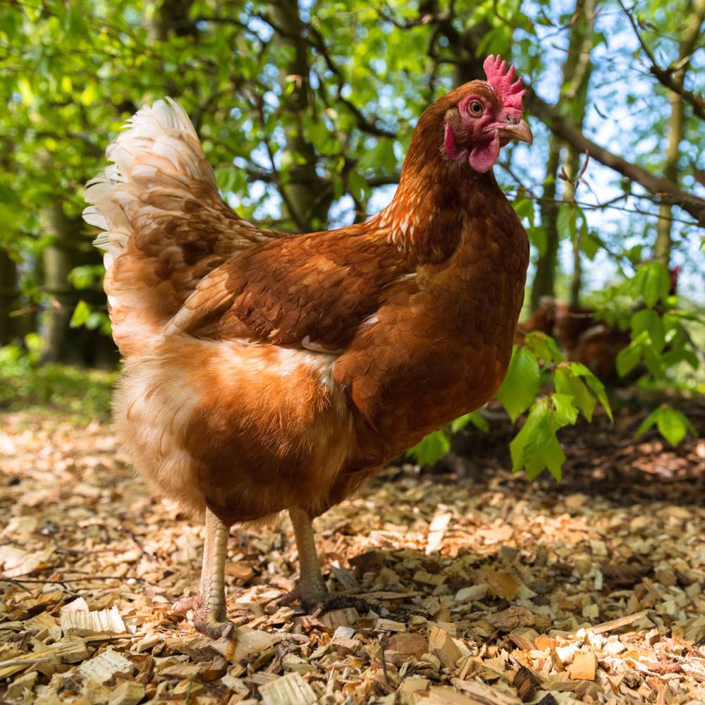 Kippen in de tuin bij de glamping