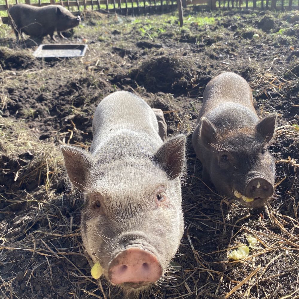 Varkens in de modder