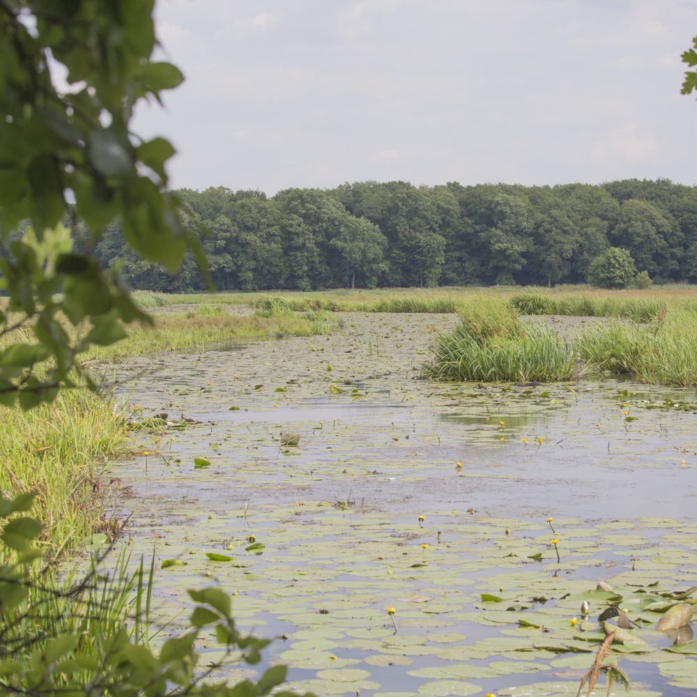 Vijver met lelies op Landgoed de Horte