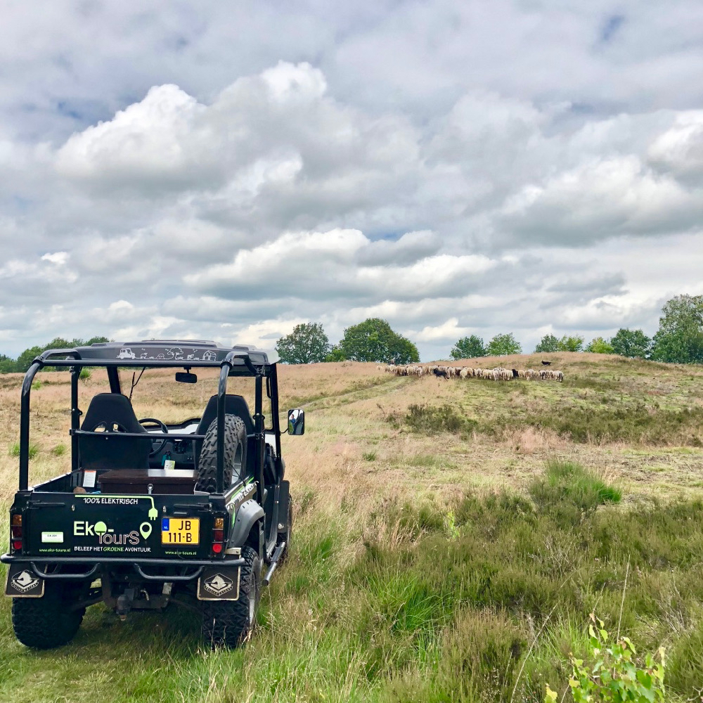 Open terreinwagen op een heuvel met schaapskudde