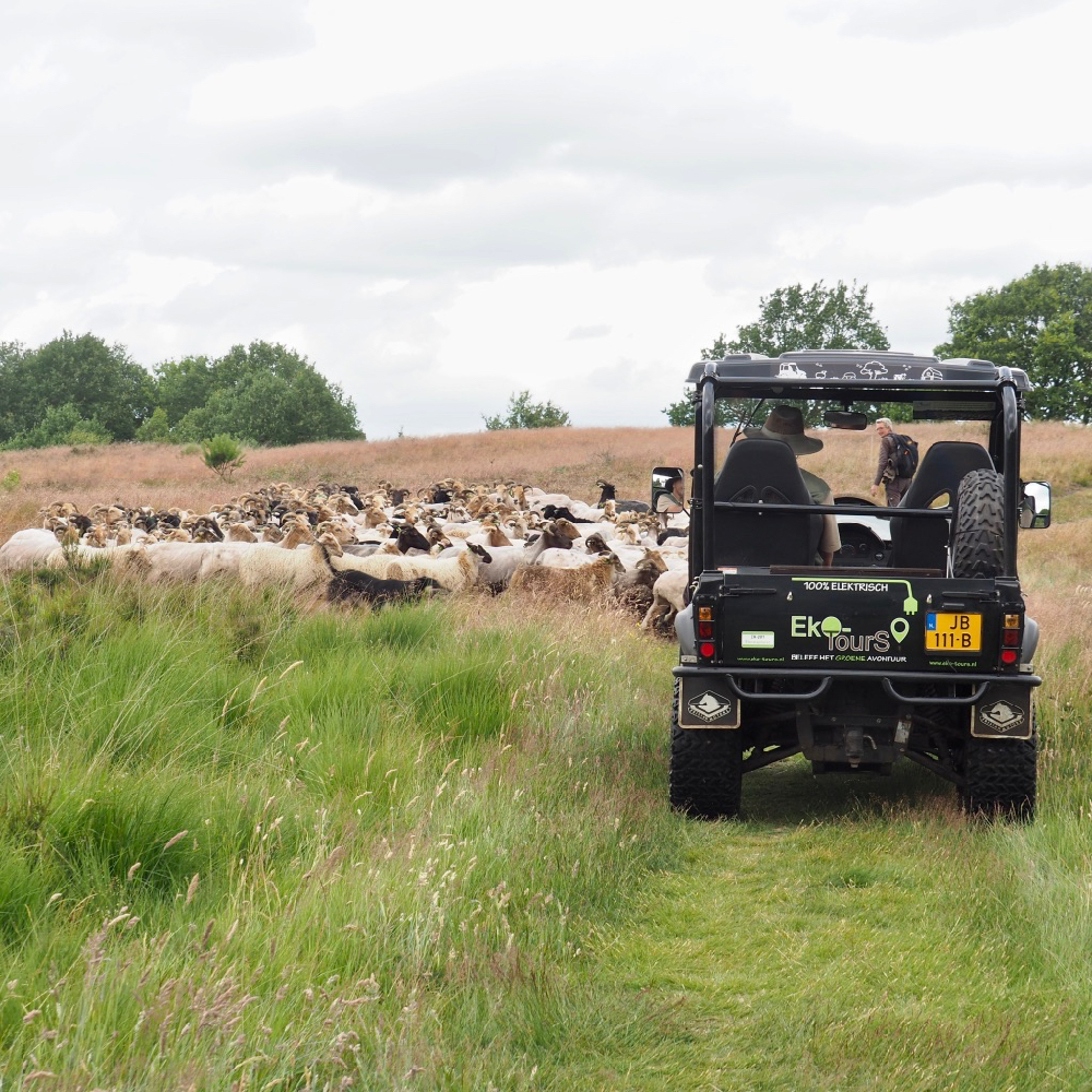 Een stoere elektrische open terreinwagen rijdt langs een kudde schapen