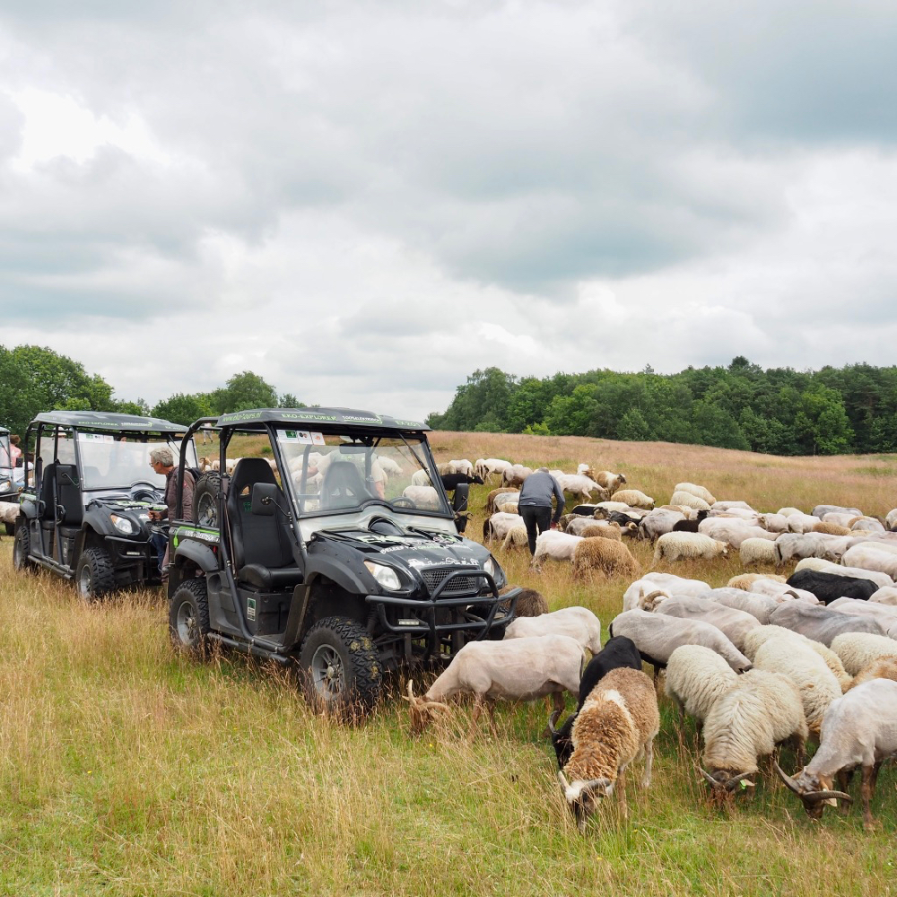 Schapen rondom terreinwagens