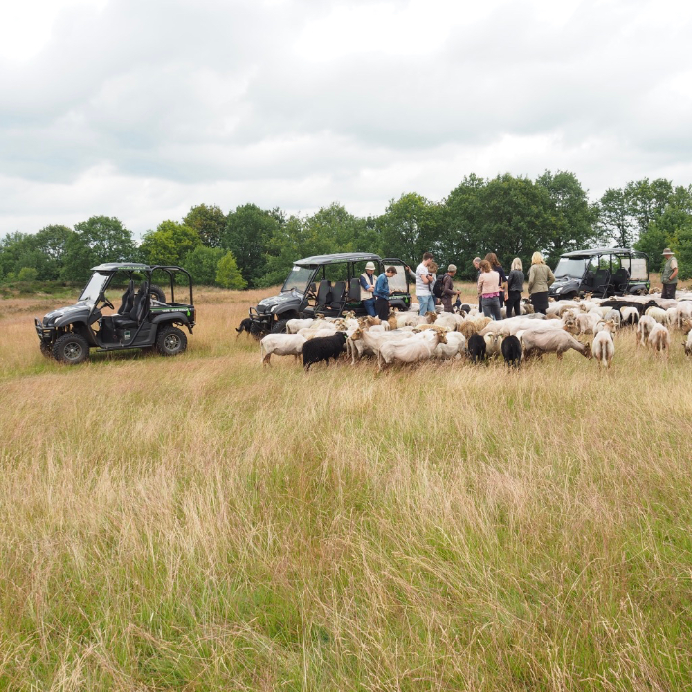 Elektrische terreinwagens bij Exloo, in het gras met een schaapskudde rond de auto's