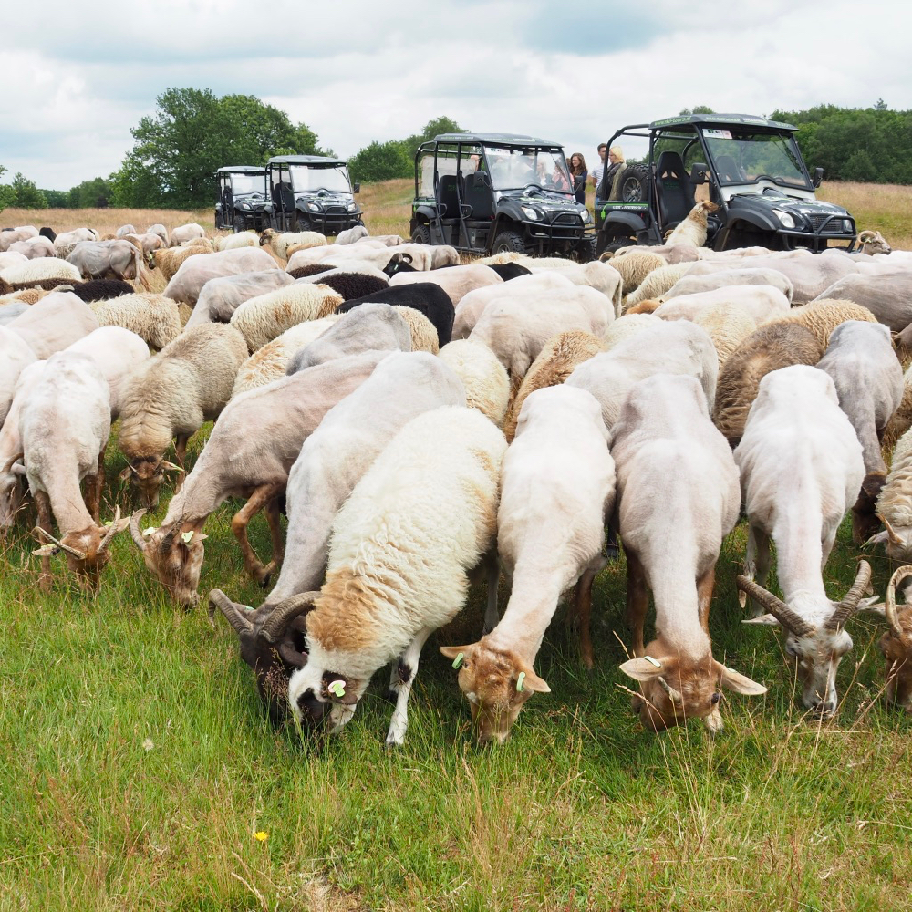 Elektrische terreinwagens tussen de schapen