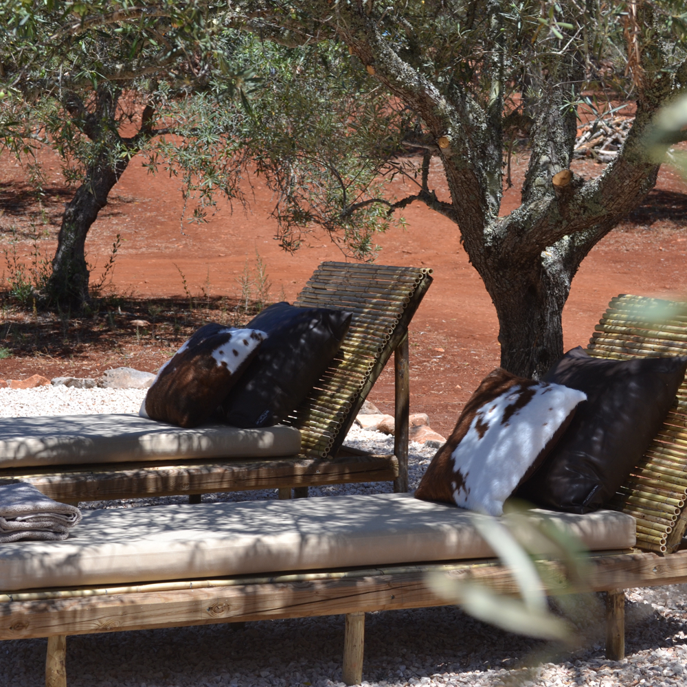 Ligbedden onder een olijfboom