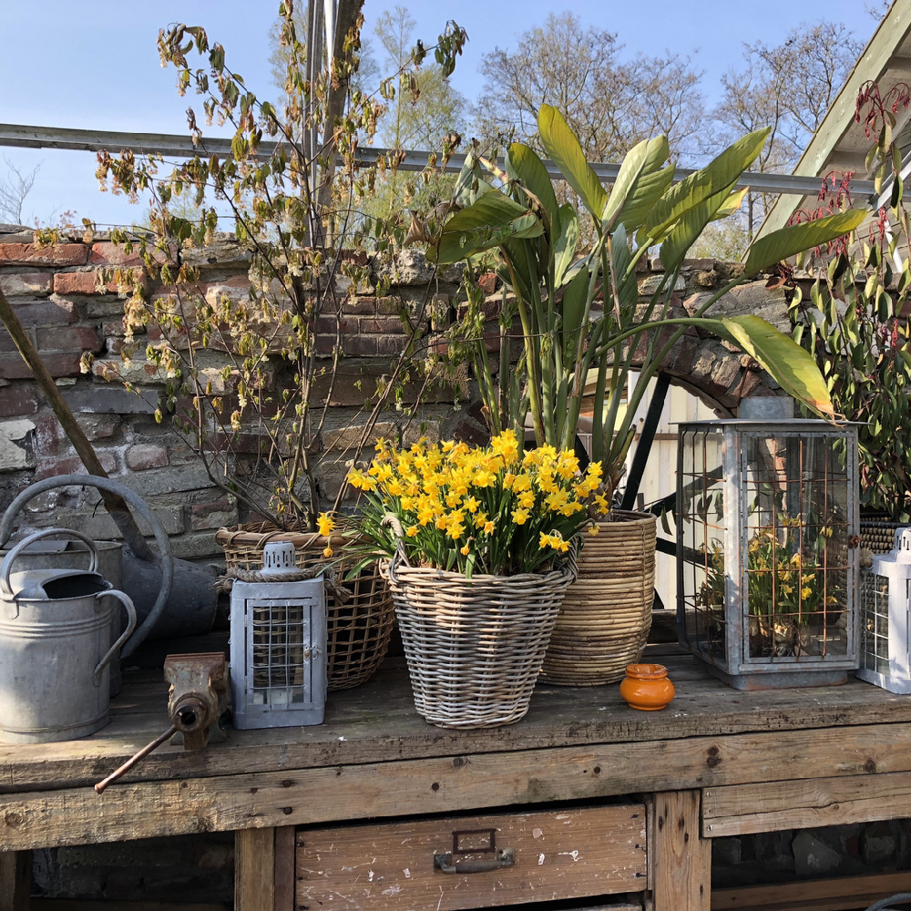 Een werkbank met potten met planten, lantaarns en een mand met narcissen