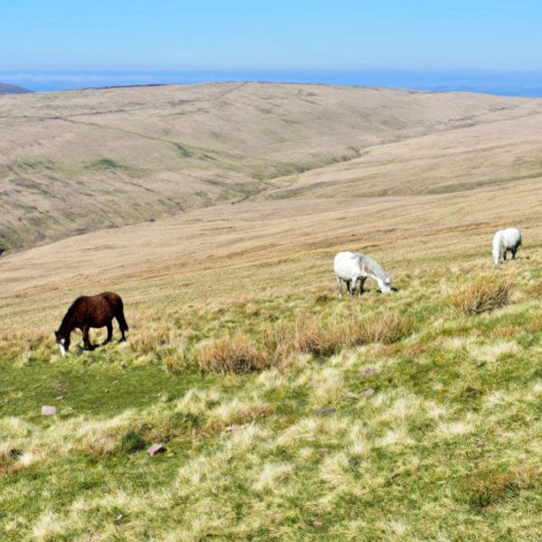 Wilde paarden op de vlakte