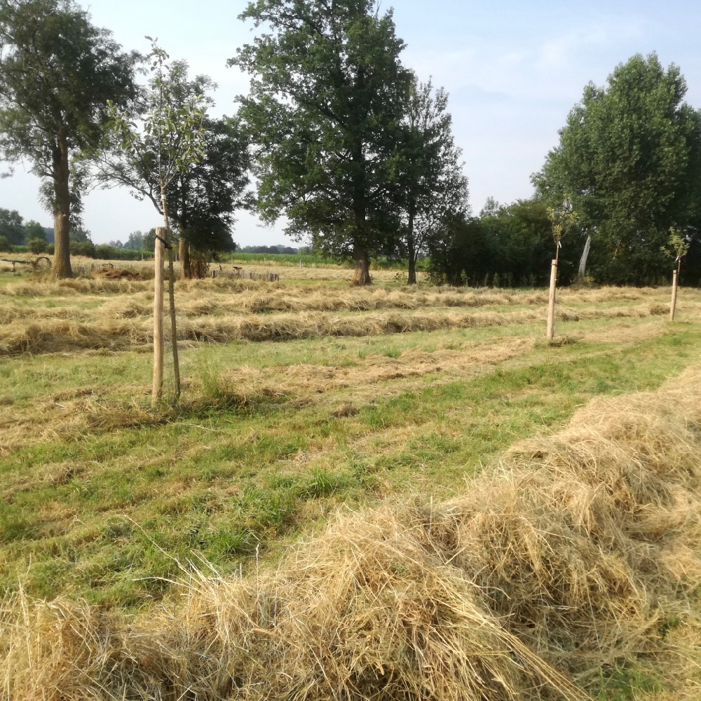 Een weiland met vers gemaakt hooi en fruitbomen