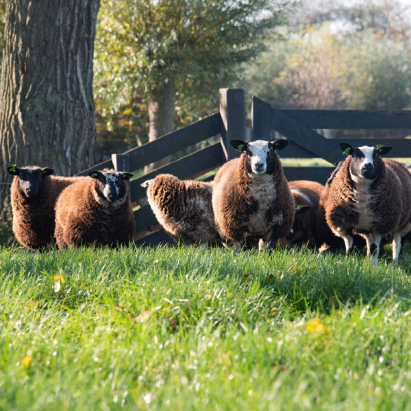 Schapen in de wei