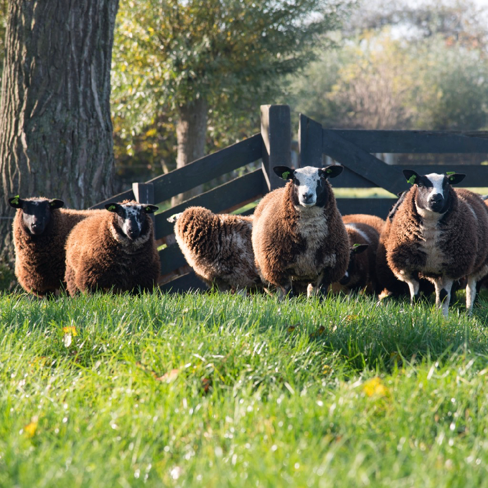 Schapen in de wei