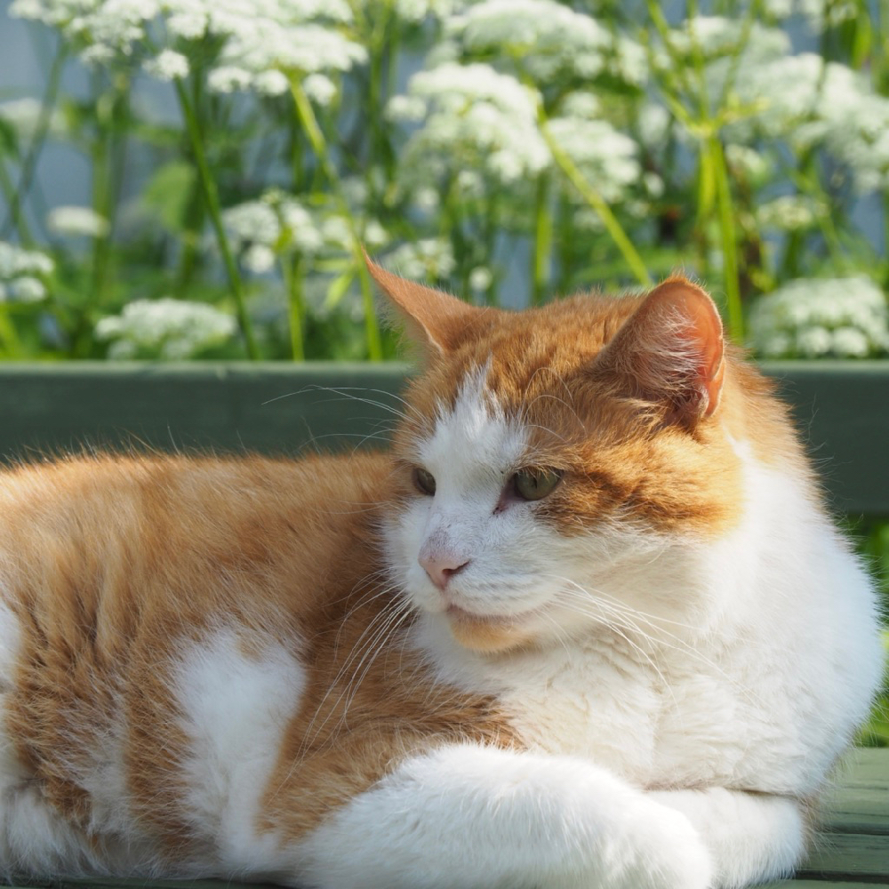 Roodwitte poes met fluitenkruid erachter