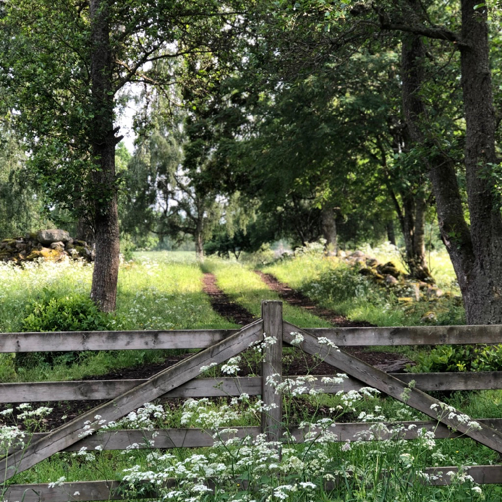 Houten hek met fluitenkruid