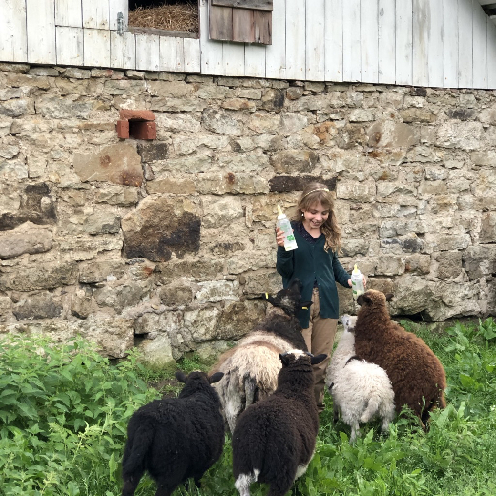 Schapen de fles geven