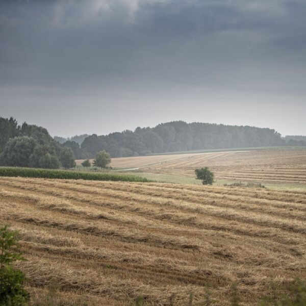 Oogsttijd in het Hageland