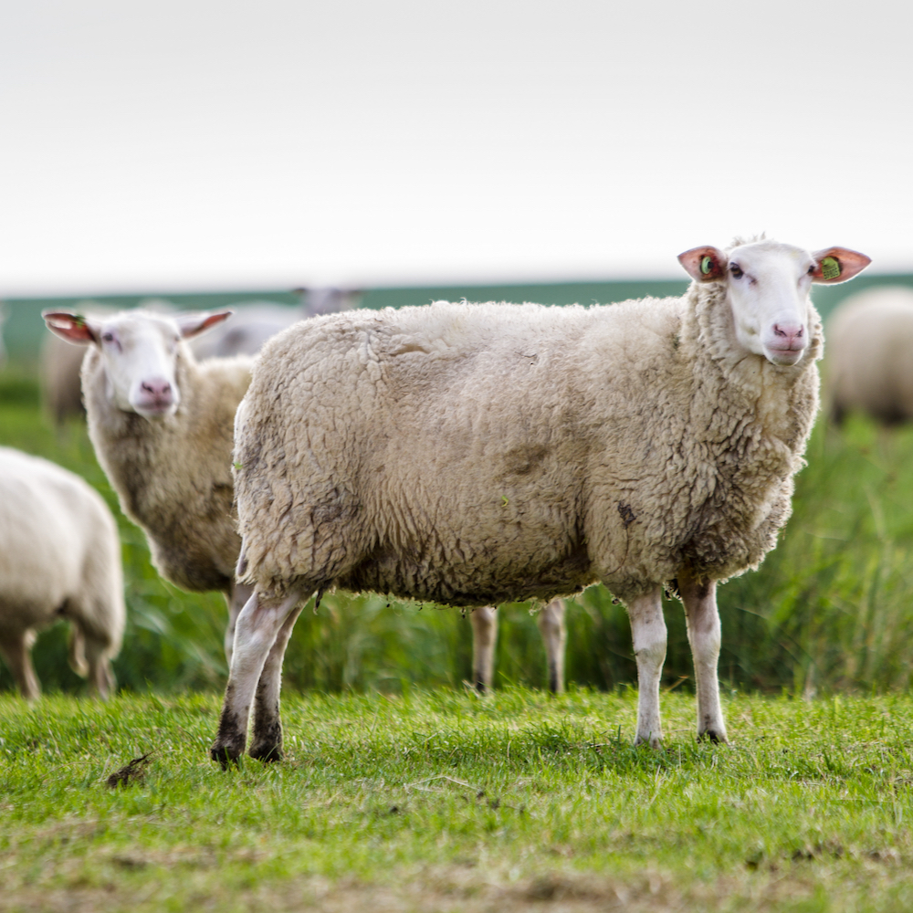 Schaap op Terschelling