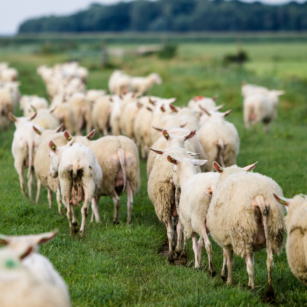 Kudde schapen op weg naar het weiland