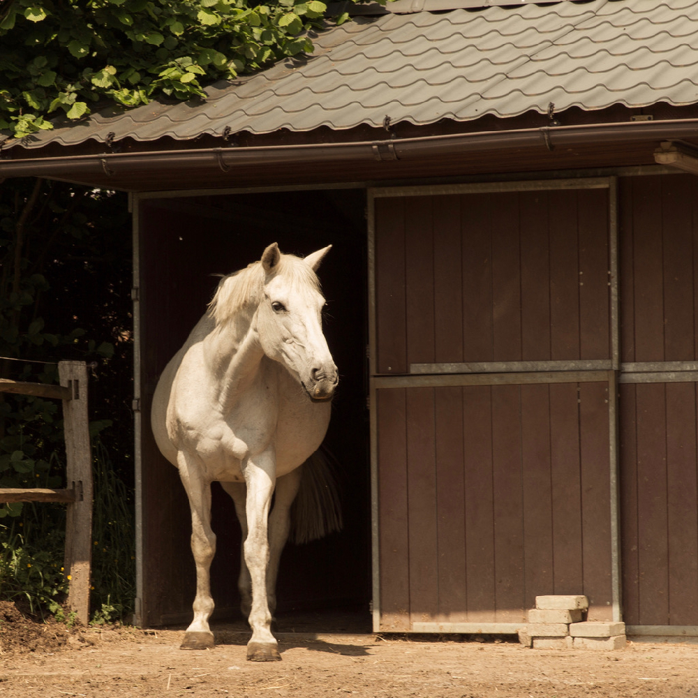 Wit paard voor de stal