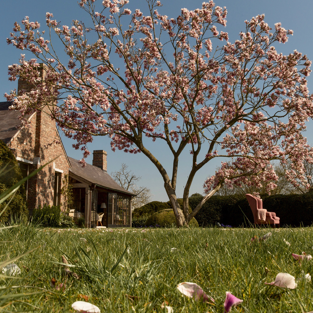 Bloeiende magnolia bij Mas Isa in de tuin