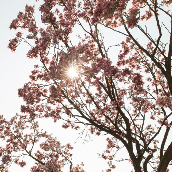 Roze bloesem in het zonlicht