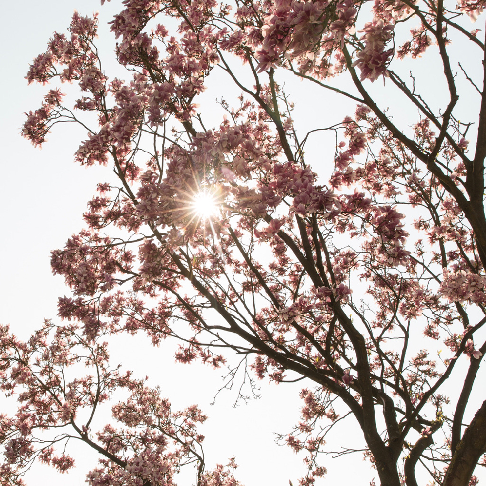 Roze bloesem in het zonlicht