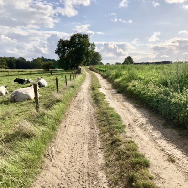 Wandelen door de weilanden
