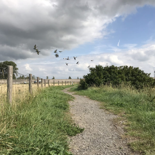 Een aantal vogels vliegen over een wandelpad op een bewolkte dag