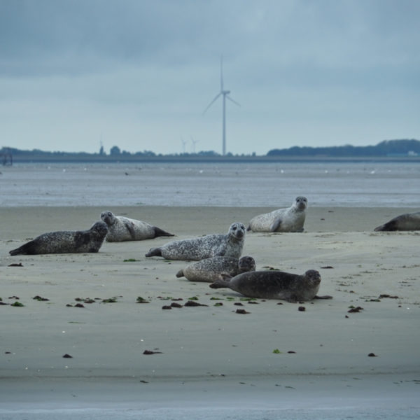 Zeehonden in Zeeland