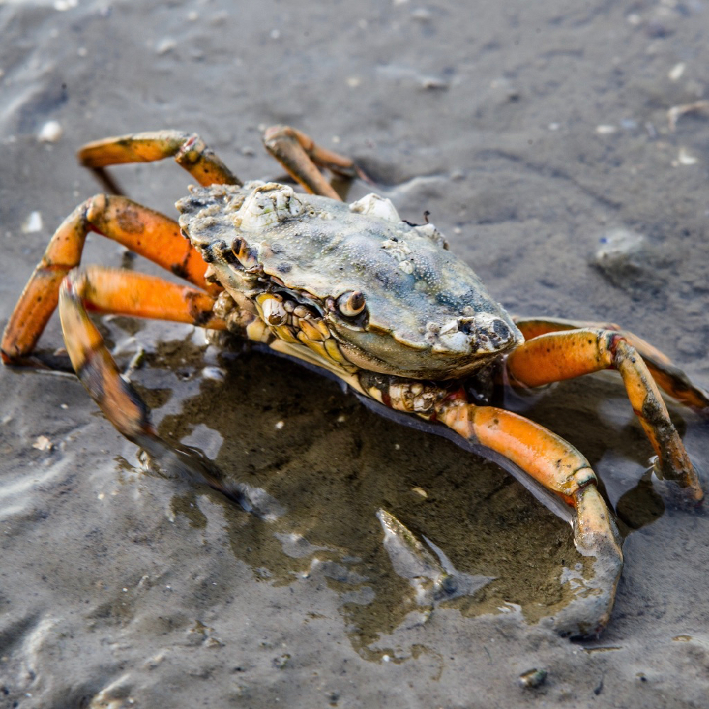 Krab op het strand