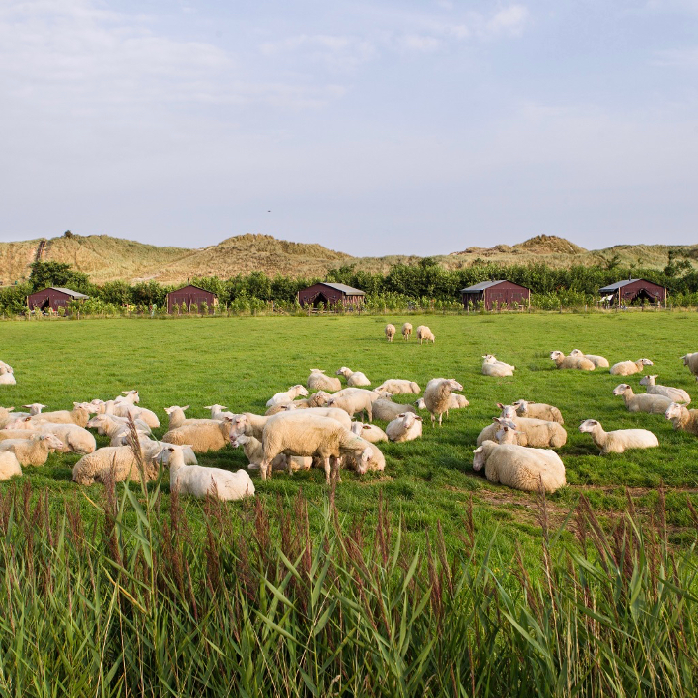 Glamping bij het BoerenBed op Terschelling tussen de schapen
